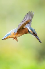 Common kingfisher (Alcedo atthis) flying into the water hunting for fish in late summer, wildife,