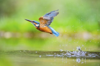 Common kingfisher (Alcedo atthis) flying out of the water after a unsuccessful hunt in late summer,