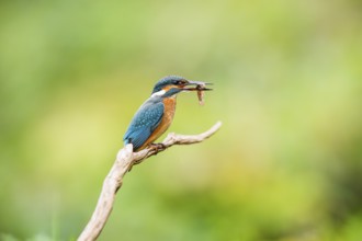 Common kingfisher (Alcedo atthis) sitting on an old wooden branch eating his fresh cought fish in