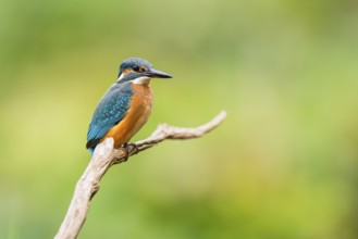 Common kingfisher (Alcedo atthis) sitting on an old wooden branch in late summer, wildife, Bavaria,
