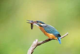 Common kingfisher (Alcedo atthis) sitting on an old wooden branch eating his fresh cought fish in