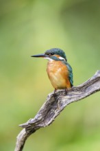 Common kingfisher (Alcedo atthis) sitting on an old wooden branch in late summer, wildife, Bavaria,