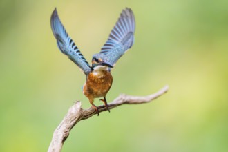 Common kingfisher (Alcedo atthis) flying away from an old wooden branch in late summer, wildife,