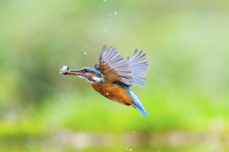 Common kingfisher (Alcedo atthis) flying out of the water with a fresh cought fish in his beak in