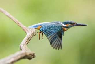 Common kingfisher (Alcedo atthis), flying, wildife, Bavaria, Germany