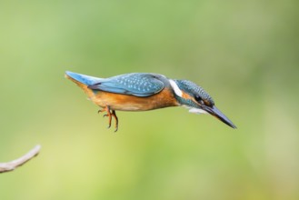 Common kingfisher (Alcedo atthis) flying into the water hunting for fish in late summer, wildife,