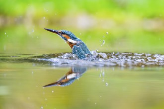 Common kingfisher (Alcedo atthis) flying out of the water after a unsuccessful hunt in late summer,