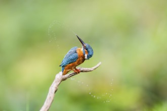 Common kingfisher (Alcedo atthis) sitting on an old wooden branch shaking its body in late summer,