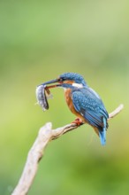 Common kingfisher (Alcedo atthis) sitting on an old wooden branch eating his fresh cought fish in