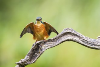 Common kingfisher (Alcedo atthis) sitting on an old wooden branch spreading its wings in late