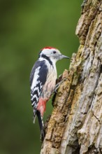 Middle spotted woodpecker (Dendrocoptes medius) sitting on an old wrotten tree trunk in late