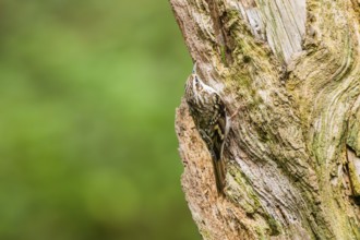 Eurasian treecreeper (Certhia familiaris) climbing up an old wrotten tree trunk, Bavaria, Germany