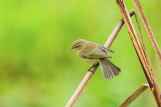 Common chiffchaff (Phylloscopus collybita) sitting on a reed, Bavaria, Germany