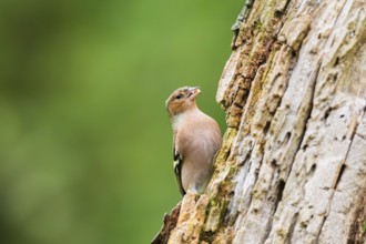Eurasian chaffinch (Fringilla coelebs) on an old wrotten tree trunk, Bavaria, Germany