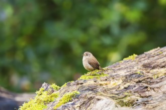 Eurasian wren (Troglodytes troglodytes) sitting on n old wood, Bavaria, Germany