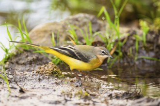 Grey Wagtail (Motacilla cinerea) hunting at a little lake in a swamp, wildlife, Germany