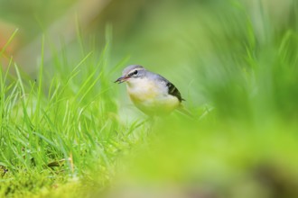 Grey Wagtail (Motacilla cinerea) sitting on the ground, wildlife, Germany