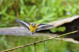 Grey Wagtail (Motacilla cinerea) landing on a reed in a swamp, wildlife, Germany