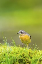 Grey Wagtail (Motacilla cinerea) hunting at a little lake in a swamp, wildlife, Germany