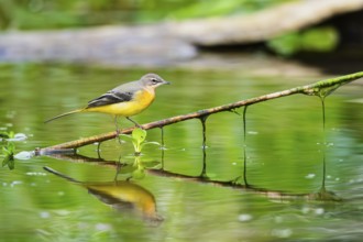 Grey Wagtail (Motacilla cinerea) walking on a reed in a swamp, wildlife, Germany
