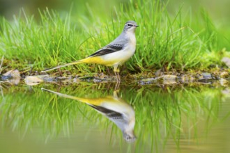 Grey Wagtail (Motacilla cinerea) hunting at a little lake in a swamp, wildlife, Germany