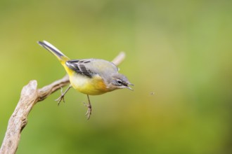 Grey Wagtail (Motacilla cinerea) starts flying, wildlife, Germany