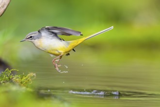 Grey Wagtail (Motacilla cinerea) jumping in the water of a little lake in a swamp, hunting,