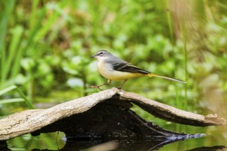 Grey Wagtail (Motacilla cinerea) walking on an old wood, wildlife, Germany