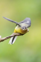 Grey Wagtail (Motacilla cinerea) starts flying, wildlife, Germany