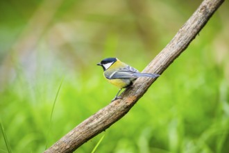 Great tit (Parus major) sitting on stem of a reed at a swamp, Bavaria, Germany