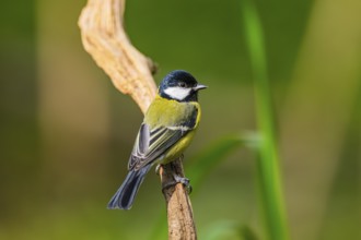 Great tit (Parus major) sitting on an old wood at a swamp, Bavaria, Germany