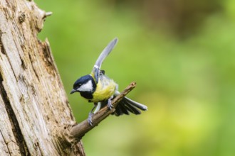 Great tit (Parus major) spreading its wings while sitting on the branch of on an old wrotten tree