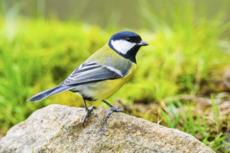 Great tit (Parus major) sitting on a rock at a swamp, Bavaria, Germany