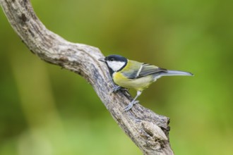 Great tit (Parus major) sitting on an old wrotten wood at a swamp, Bavaria, Germany