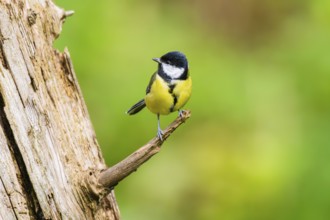 Great tit (Parus major) sitting on a branch of an old wrotten tree trunk at a swamp, Bavaria,