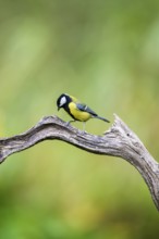 Great tit (Parus major) sitting on an old wood at a swamp, Bavaria, Germany