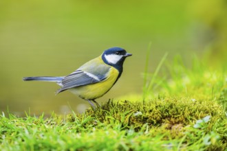 Great tit (Parus major) sitting in the grass beside a little lake at a swamp, Bavaria, Germany