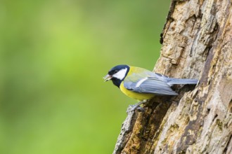 Great tit (Parus major) sitting on an old wrotten tree trunk at a swamp, Bavaria, Germany
