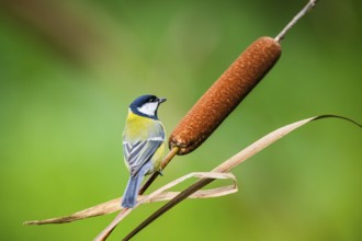 Great tit (Parus major) sitting on stem of a reed at a swamp, Bavaria, Germany