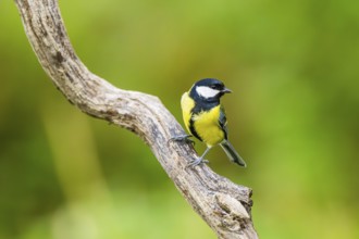 Great tit (Parus major) sitting on an old wood at a swamp, Bavaria, Germany