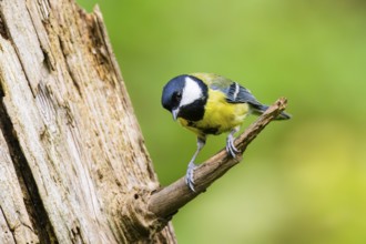 Great tit (Parus major) sitting on a branch of an old wrotten tree trunk at a swamp, Bavaria,
