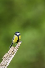 Great tit (Parus major) sitting on an old wrotten tree trunk at a swamp, Bavaria, Germany