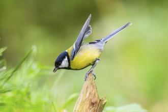 Great tit (Parus major) spreading its wings while sitting on the branch of on an old wrotten tree