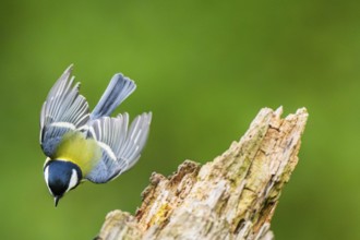 Great tit (Parus major) flying from an old wrotten tree trunk at a swamp, Bavaria, Germany
