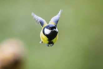 Great tit (Parus major), flying, Bavaria, Germany