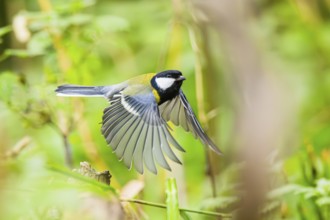 Great tit (Parus major) flying in the bushes at a swamp, Bavaria, Germany