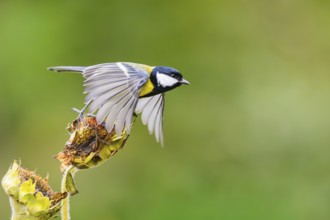 Great tit (Parus major) flying from on an old wrotten tree trunk at a swamp, Bavaria, Germany