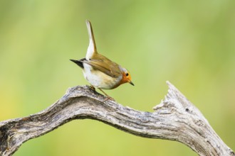 European robin (Erithacus rubecula) sitting on an old wooden branch, Bavaria, Germany
