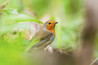 European robin (Erithacus rubecula) sitting in the bushes, Bavaria, Germany