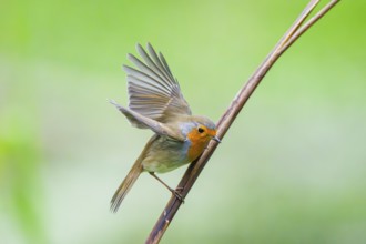 European robin (Erithacus rubecula) sitting on a reed, Bavaria, Germany